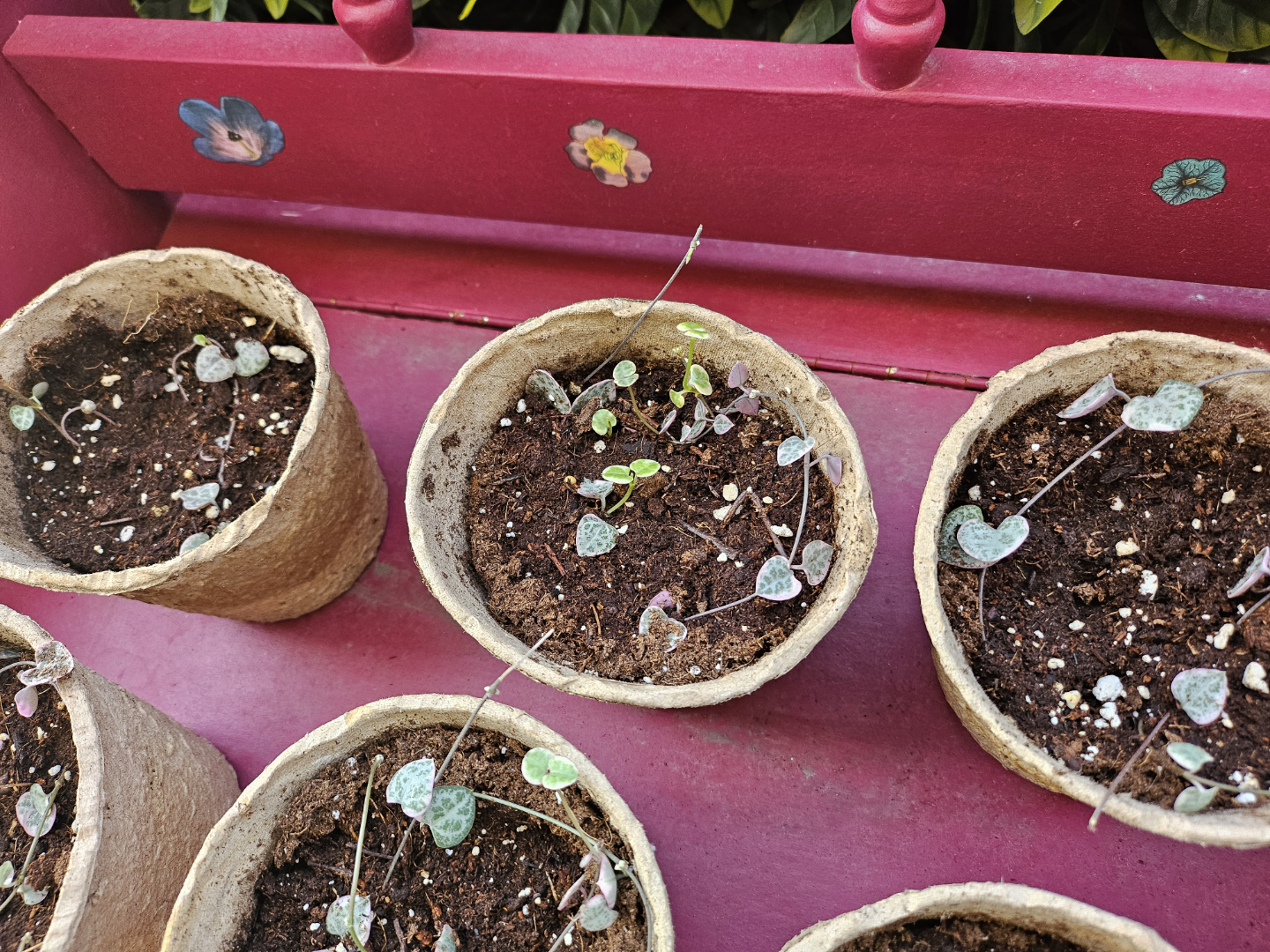 $2 PLANT BABIES - String of Hearts - photo 3