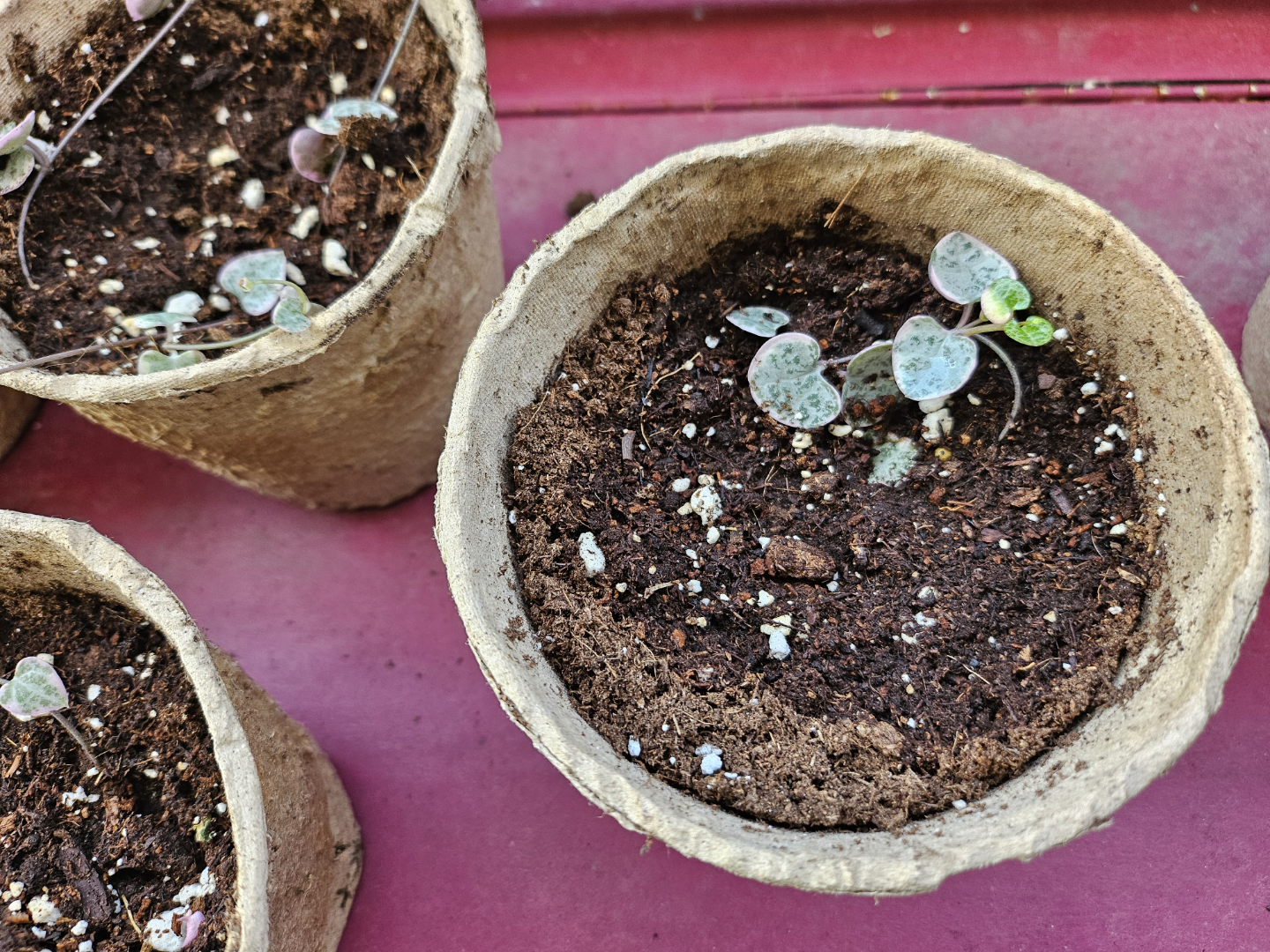 $2 PLANT BABIES - String of Hearts - photo 4