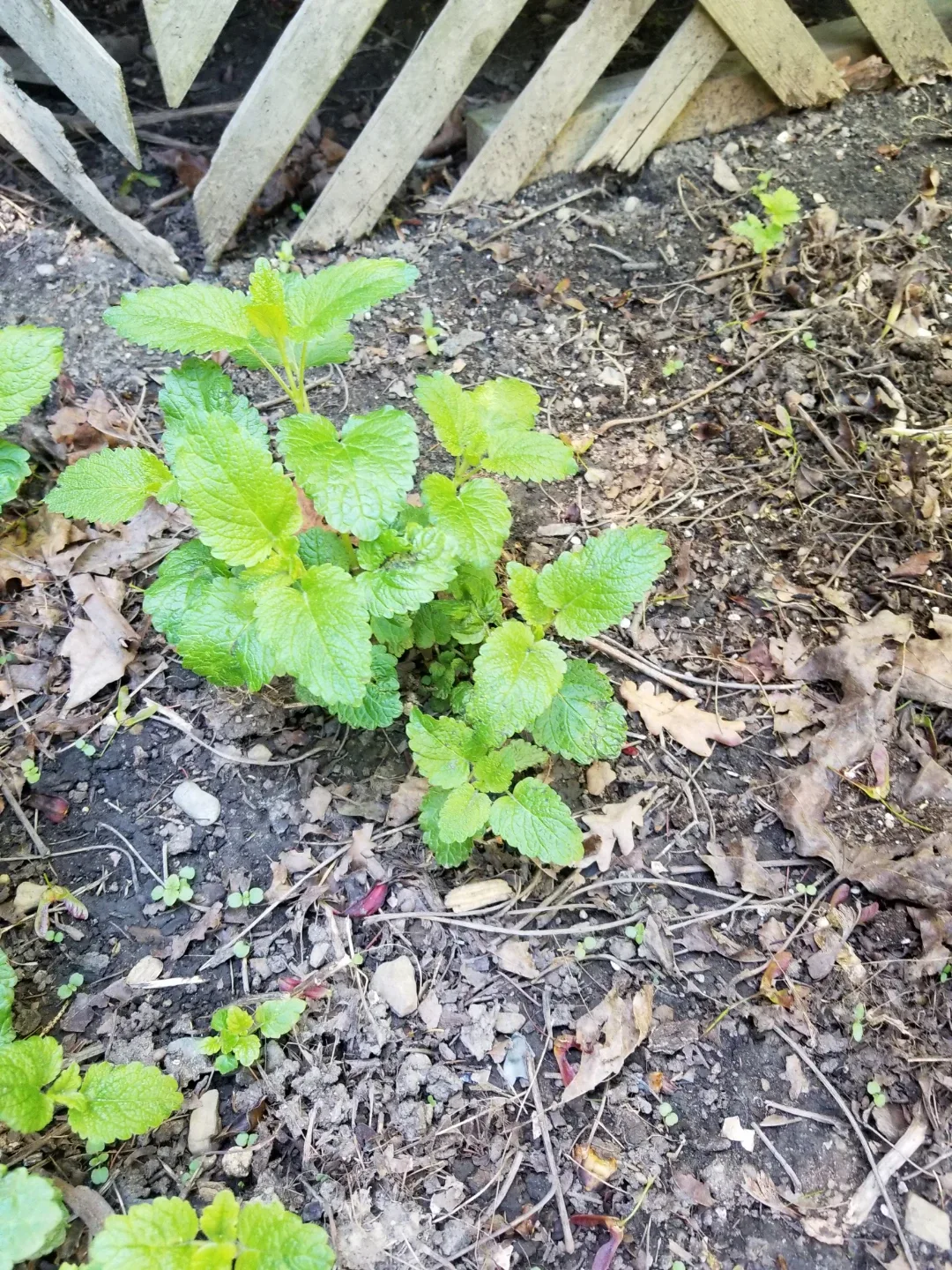 Lemon Balm Plant perrenial plant thumbnail
