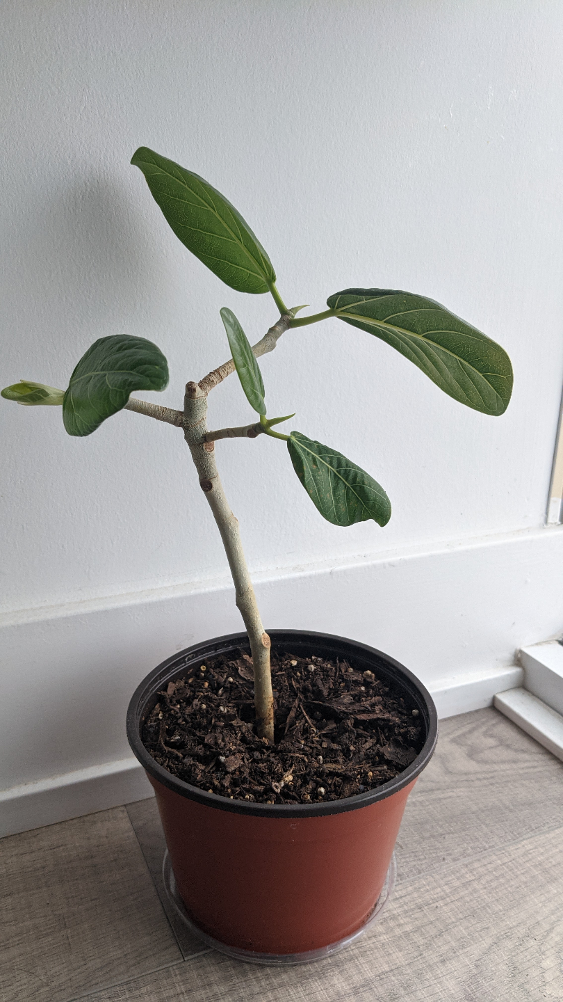 indoor houseplant: ficus audrey
