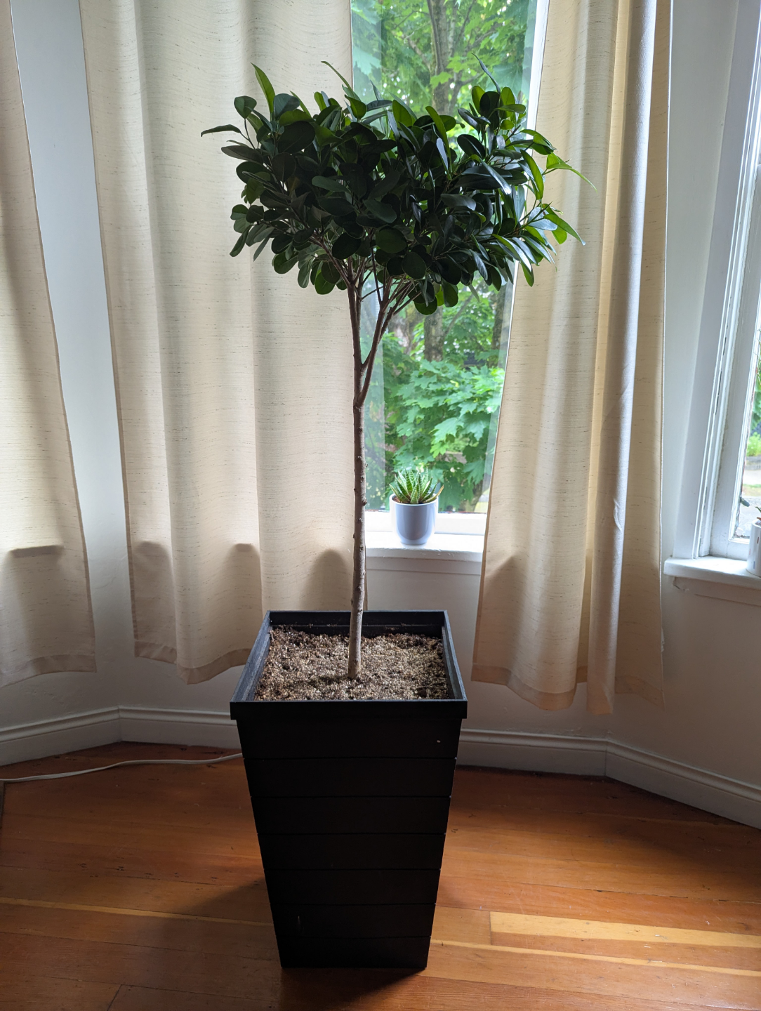 Large Ficus microcarpa tree in black planter - photo 2