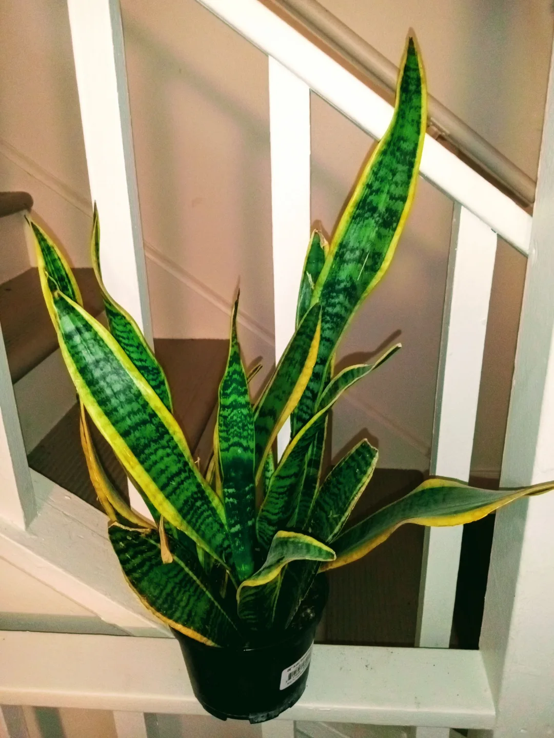 Sansevieria Snake Plant etc.. each different price image indicator(3)