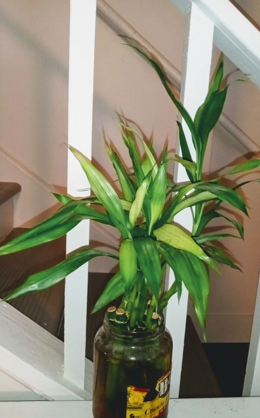 Sansevieria Snake Plant etc.. each different price image indicator(4)