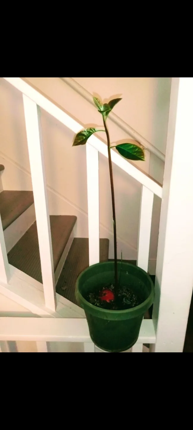 Sansevieria Snake Plant etc.. each different price image indicator(5)