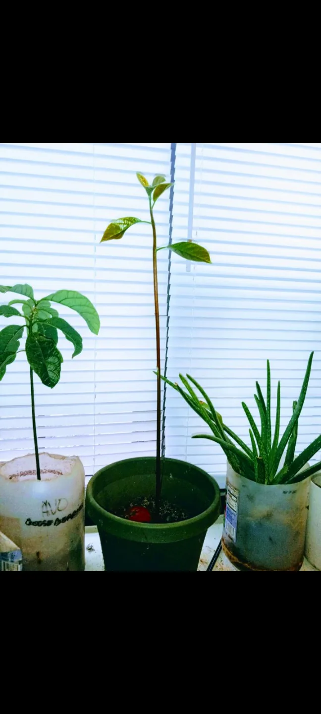 Sansevieria Snake Plant etc.. each different price image indicator(6)