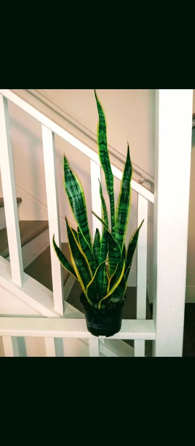 Sansevieria Snake Plant etc.. each different price image indicator(8)