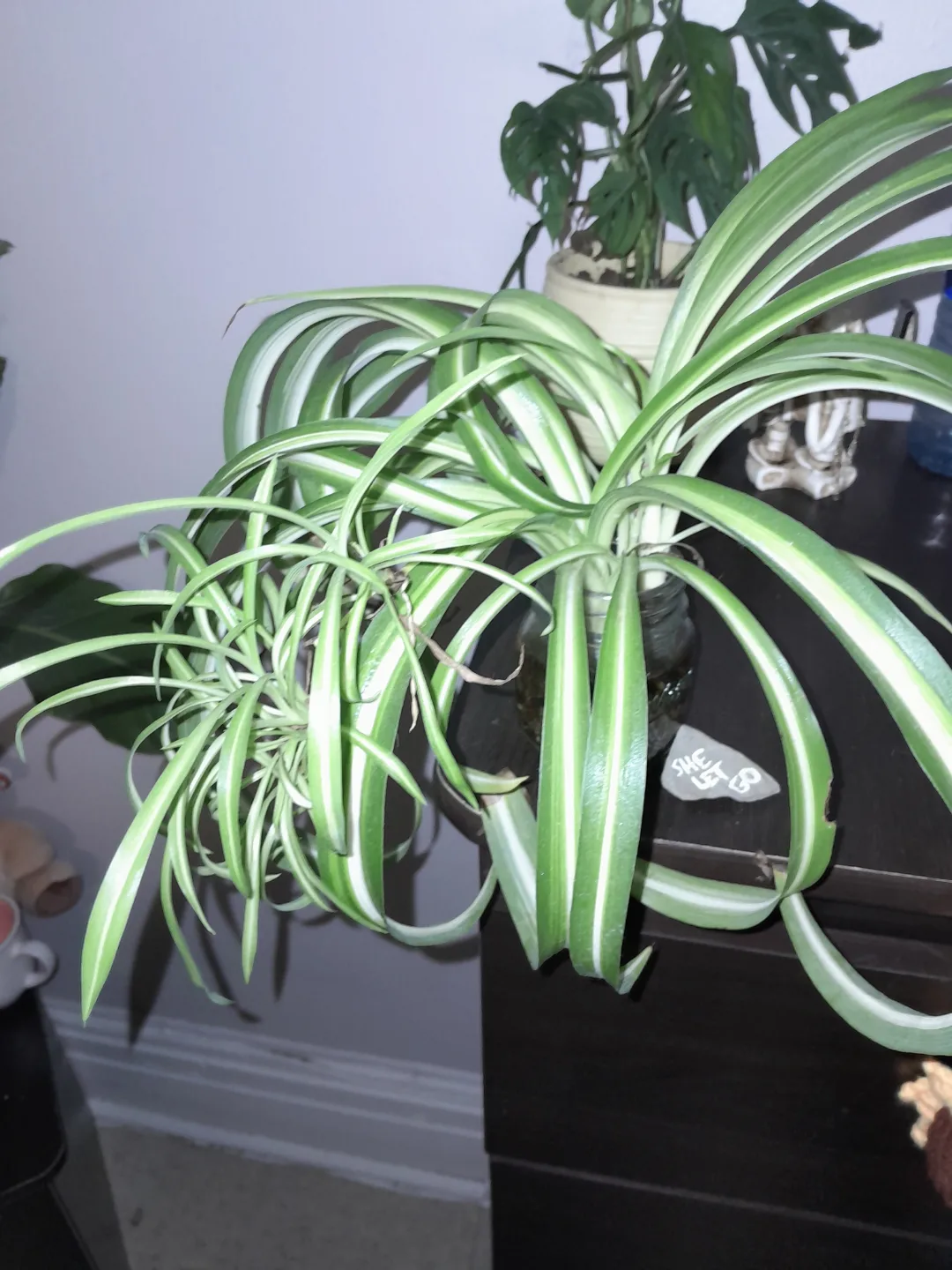 Spider Plant in Glass Jar thumbnail