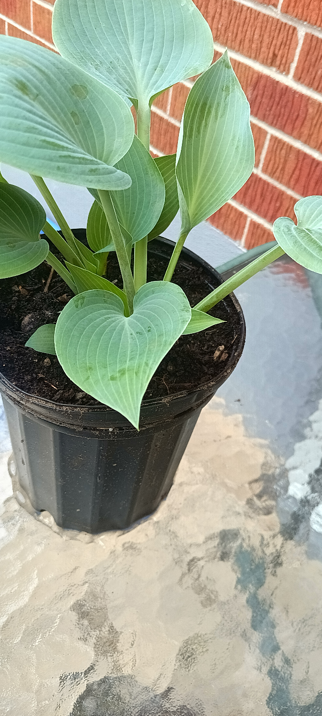 Hostas for Sale – Beautiful and Easy-Care Plants! - photo 2
