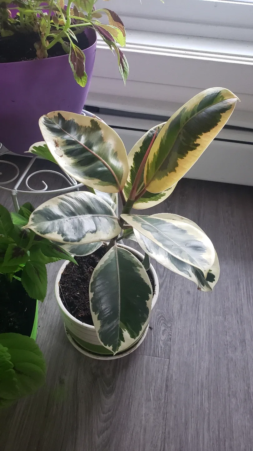Houseplant Bundle: Rubber Plant, Coleus, Monstera, and More! thumbnail