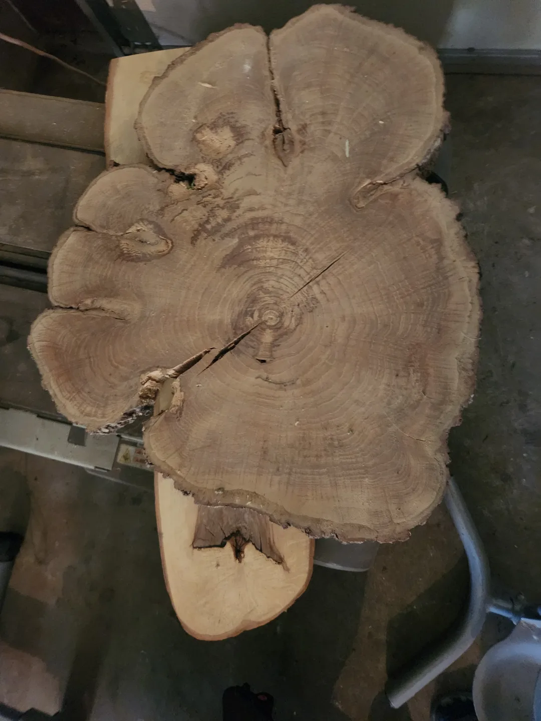 140+ year old cherry round