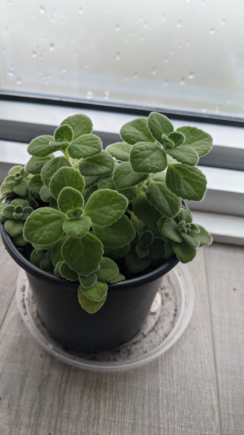 Healthy Vicks plant aka mexican mint