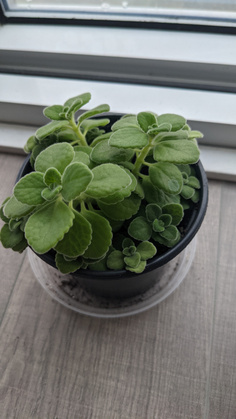 Healthy Vicks plant aka mexican mint - photo 2