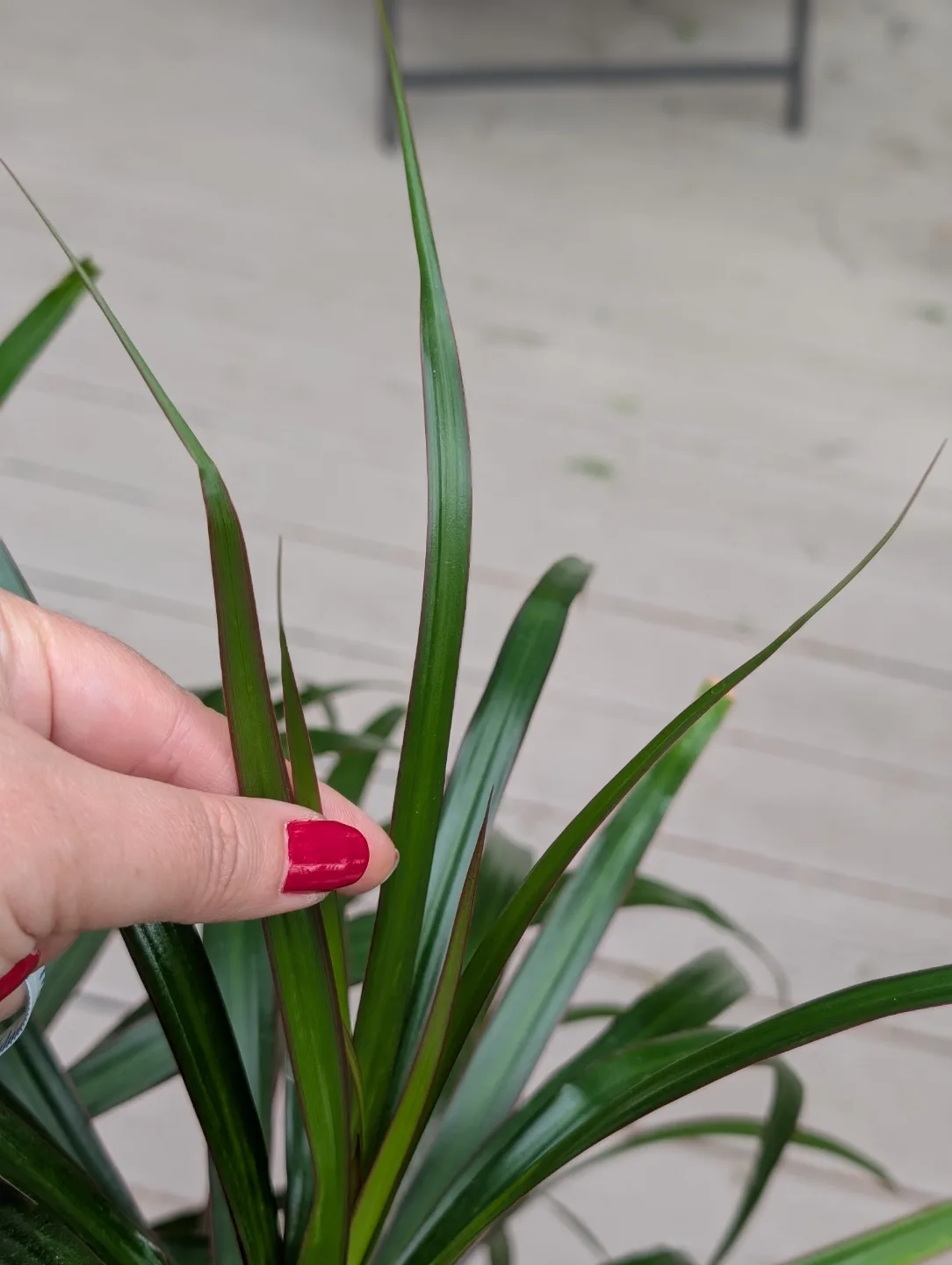 Dracaena marginata plant in teal pot image indicator(3)