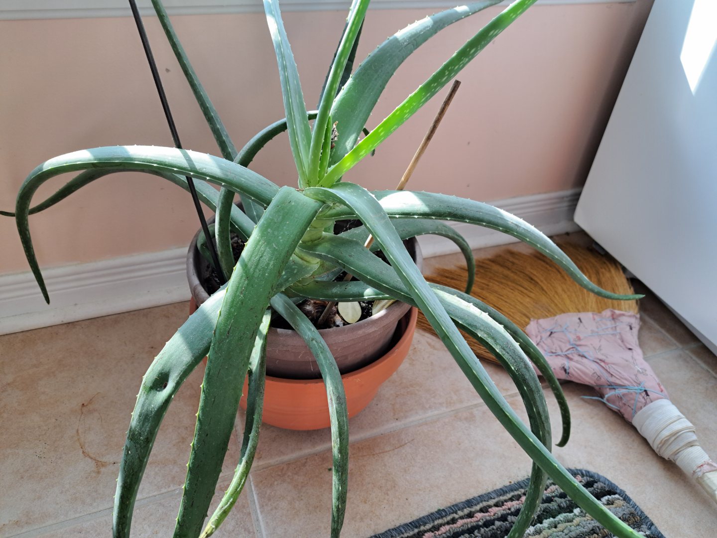 Large Aloe Vera Plant in Terracotta Pot
