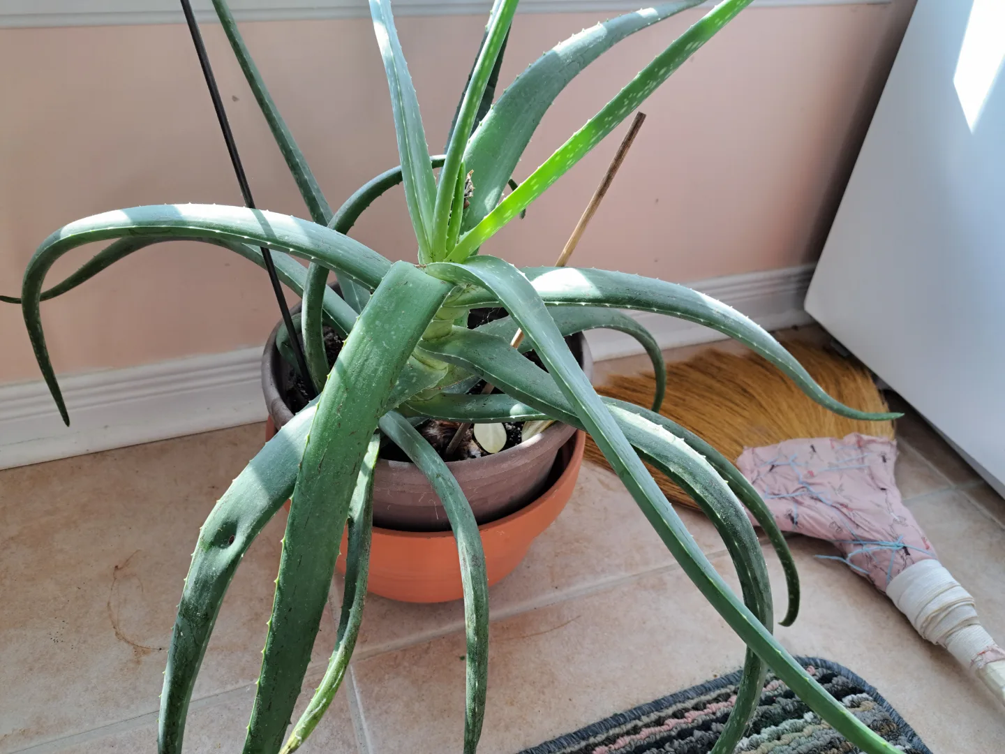 Large Aloe Vera Plant in Terracotta Pot thumbnail
