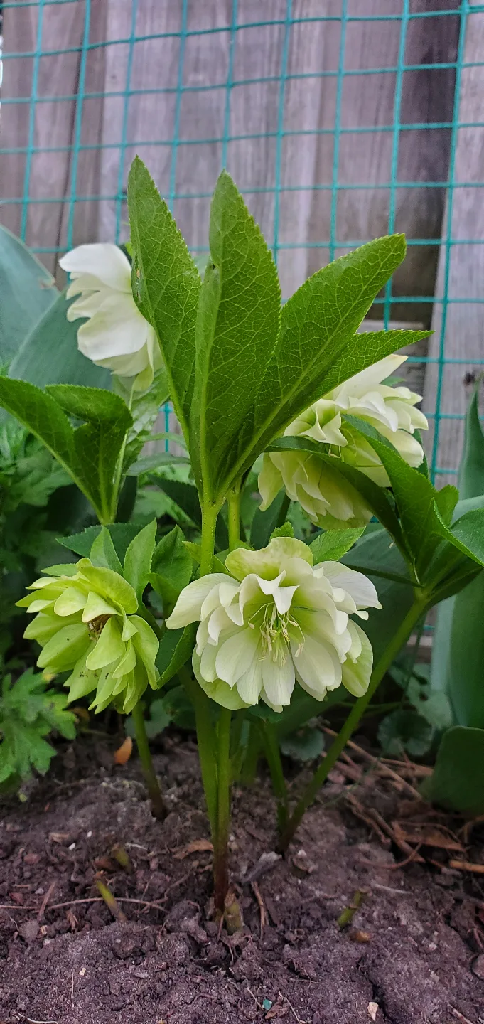 Helleborus thibetanus thumbnail