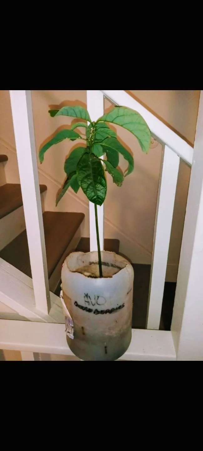 Sansevieria Snake Plant etc.. each different price image indicator(9)