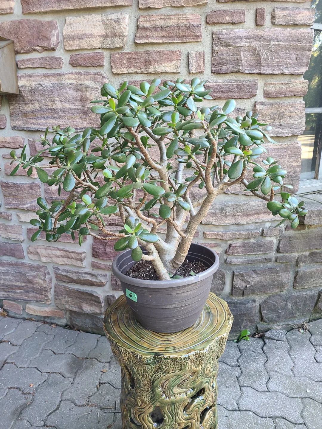 Large Jade Plant #6 thumbnail