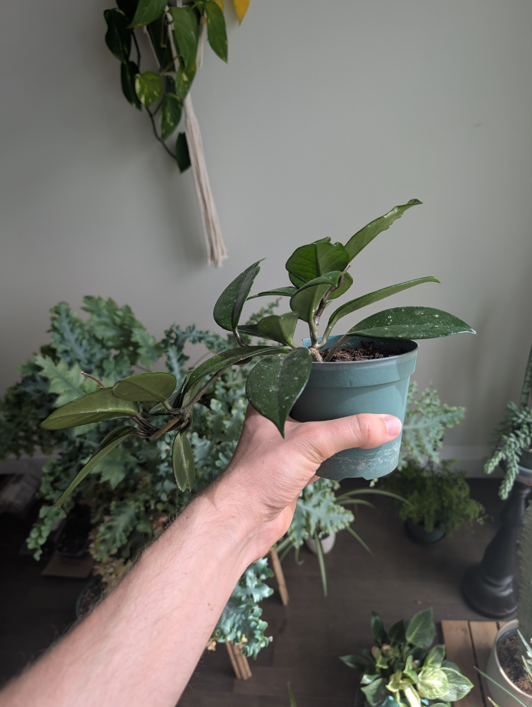 Hoya Houseplant - photo 2