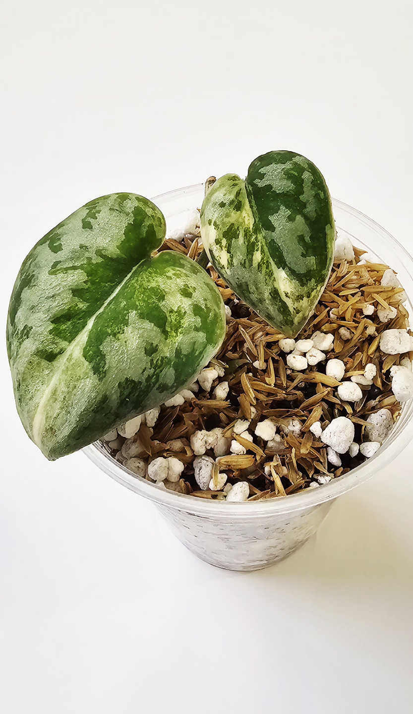 Scindapsus pictus Exotica 🌿Bakudapati🌿