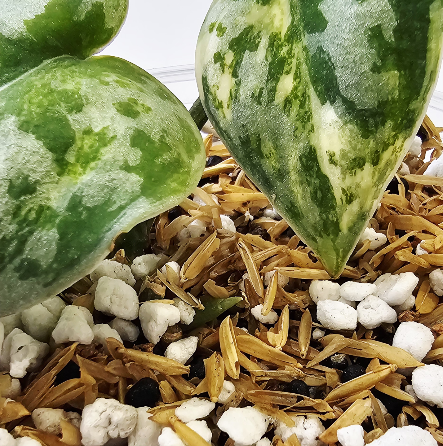 Scindapsus pictus Exotica 🌿Bakudapati🌿 - photo 3