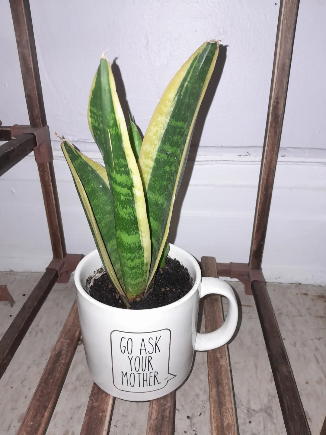 Snake Plant in Decorative Mug thumbnail