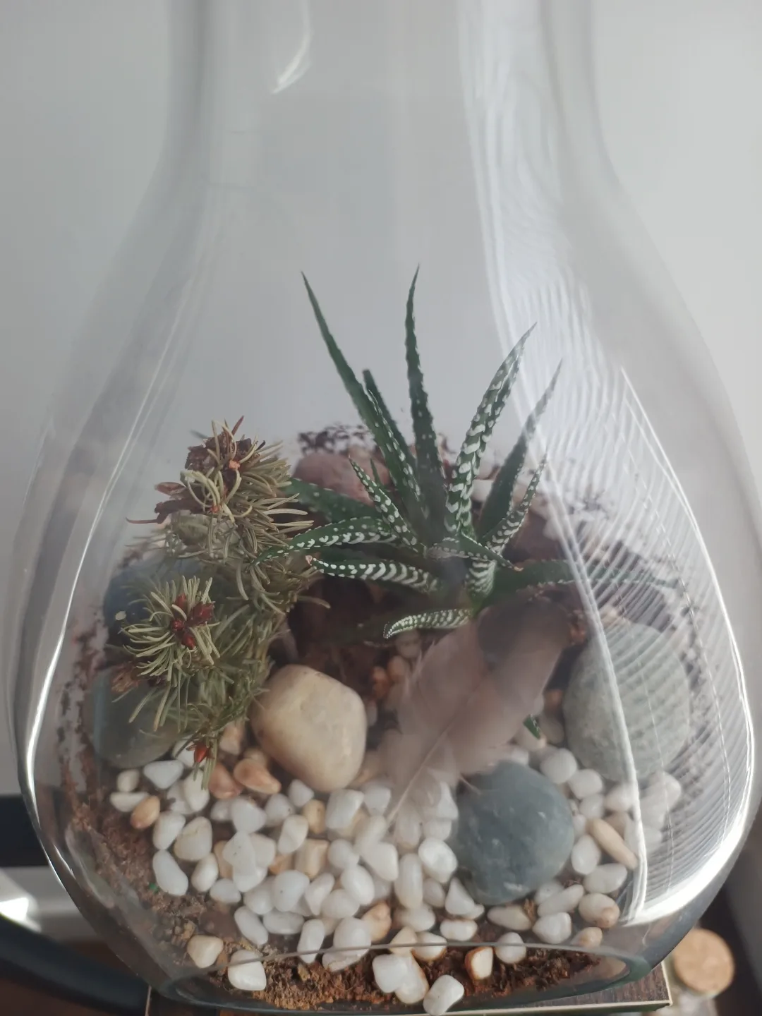 Glass Terrarium with Succulents image indicator(3)