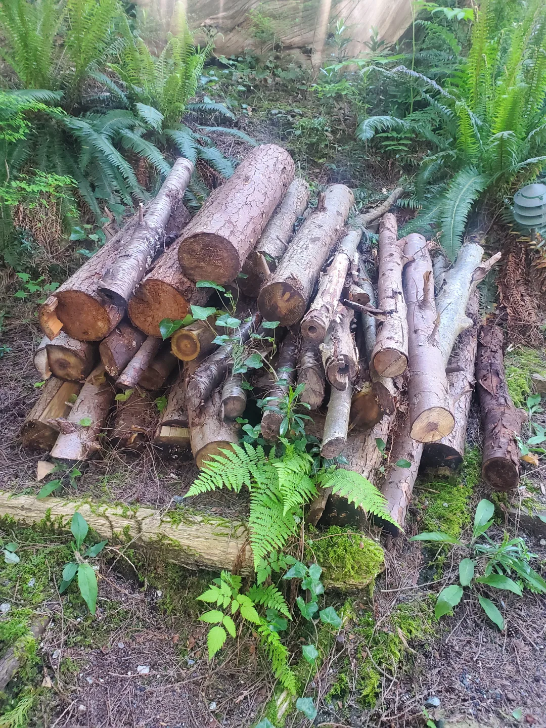 Firewood Bundle - Ready for your Fireplace! image indicator(4)