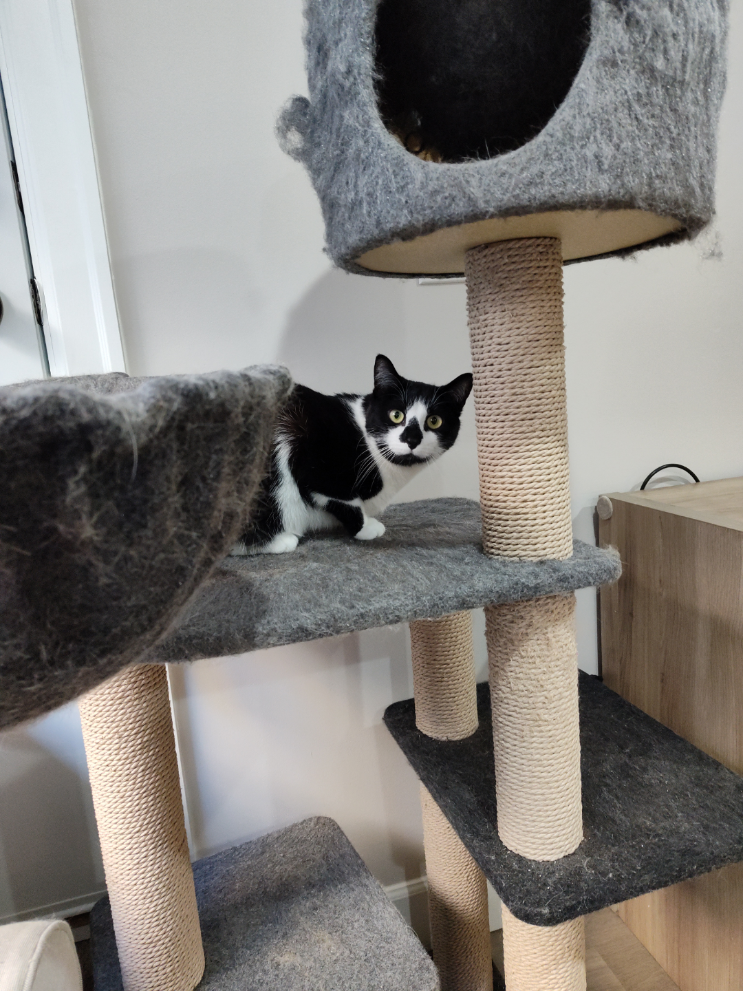 Cat Tree Condo - photo 2