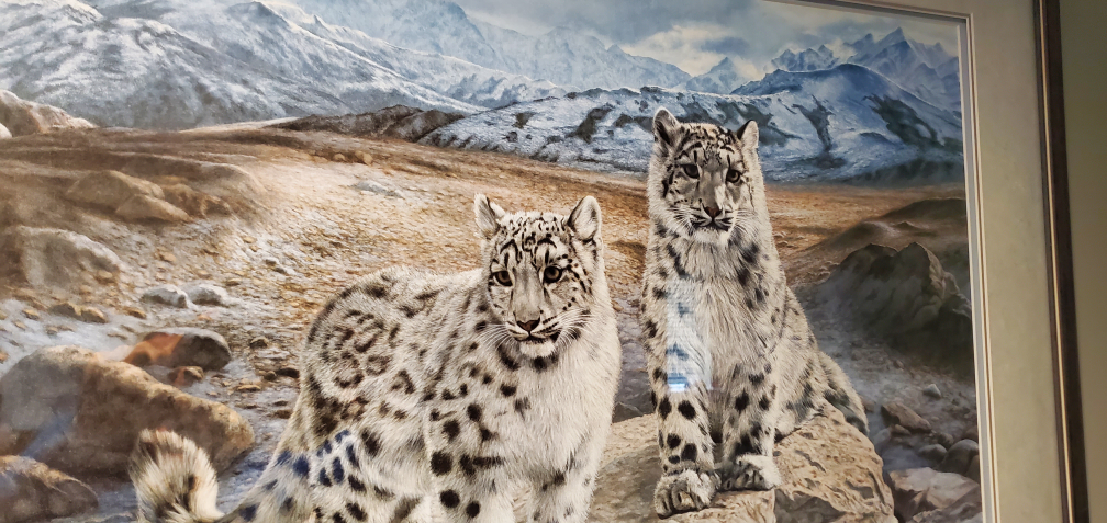 Framed Charles Fracé Snow Leopard Print - photo 3