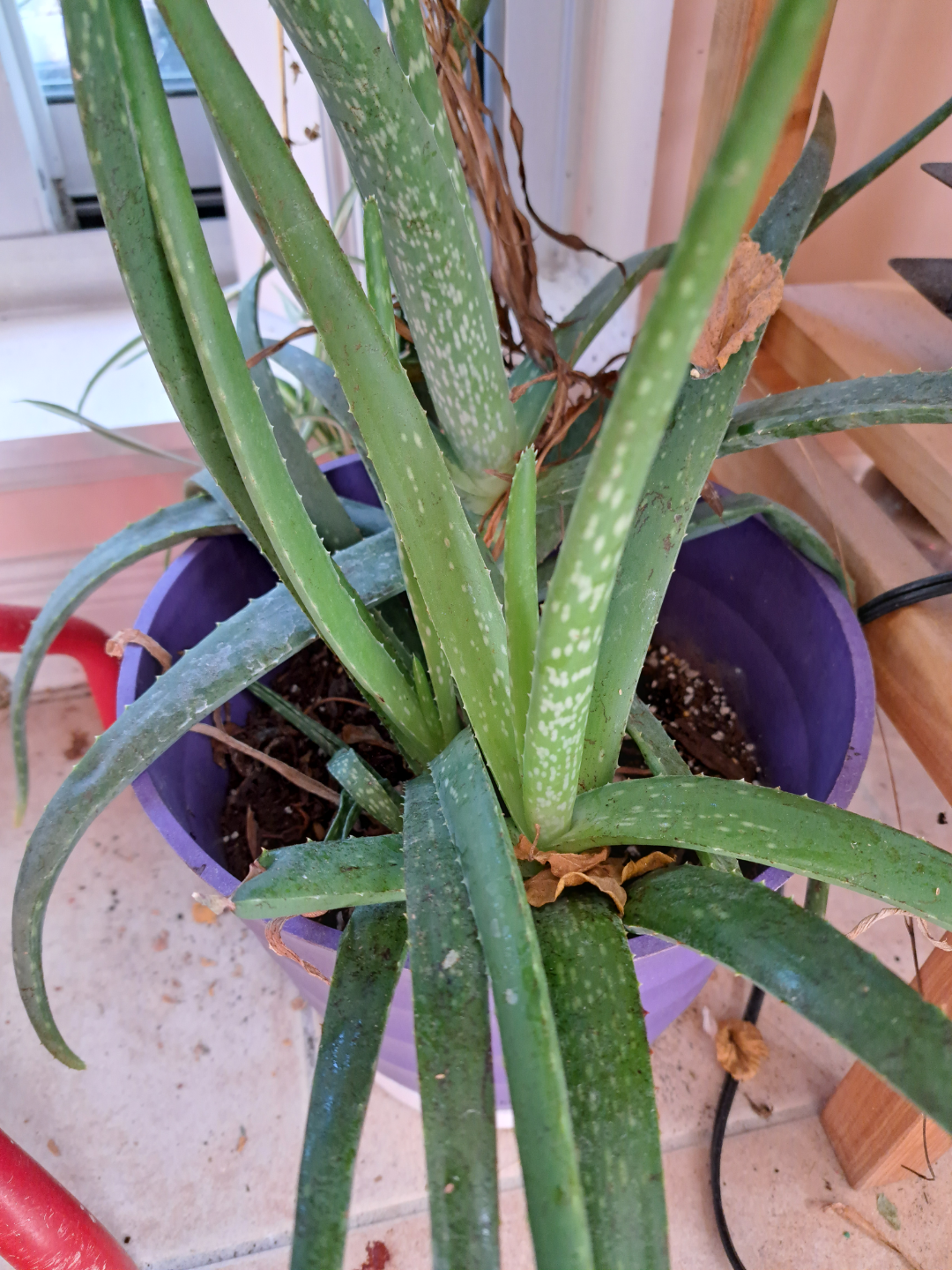 Aloe Vera Plant in Purple Pot