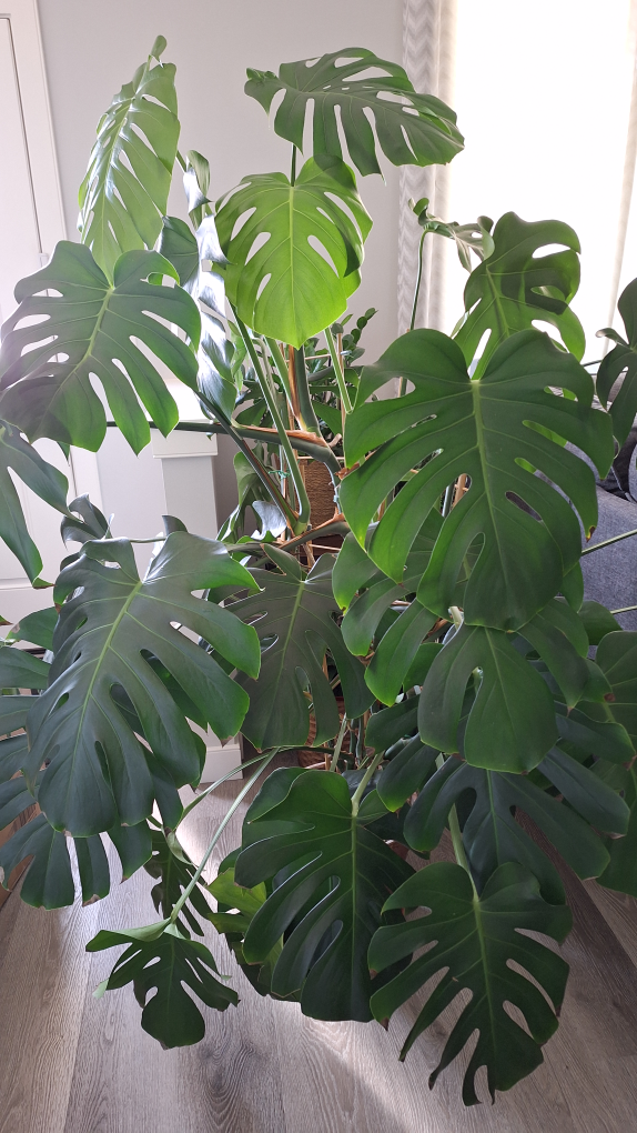 Large Monstera deliciosa plant - photo 4