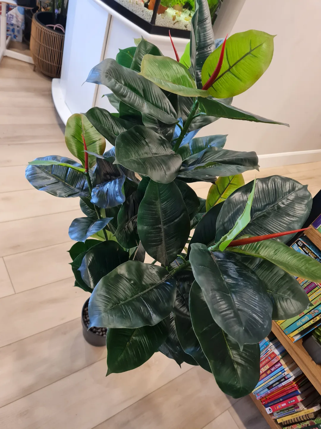 Two Artificial Rubber Plants image indicator(5)