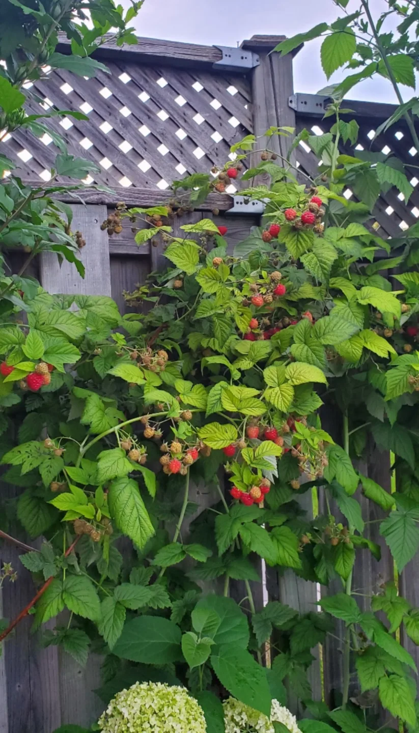 Raspberry thumbnail
