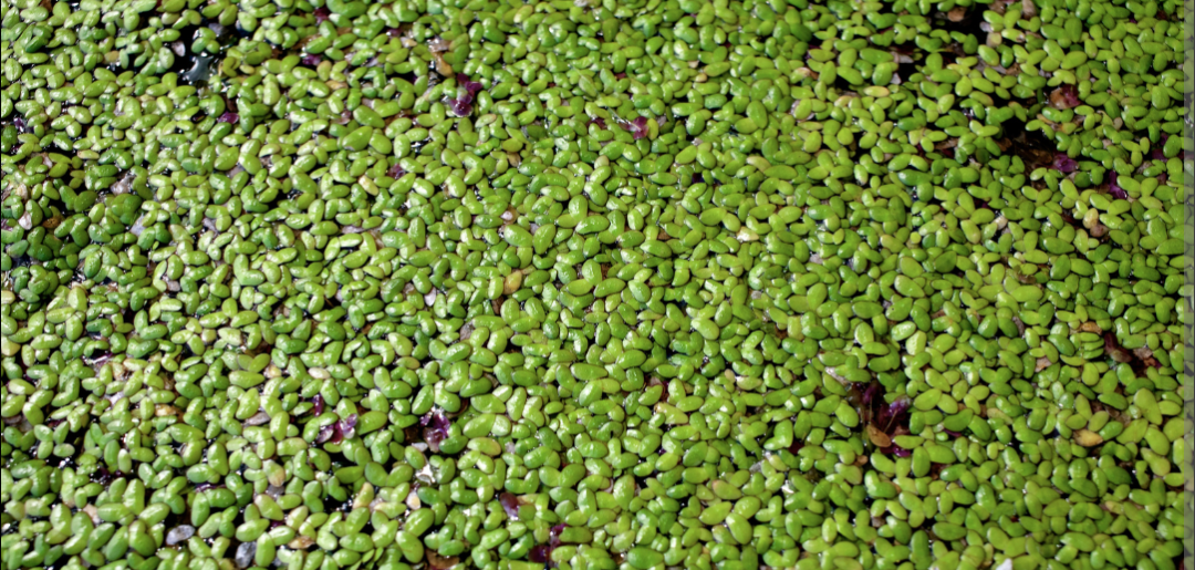 Duckweed Aquarium plant