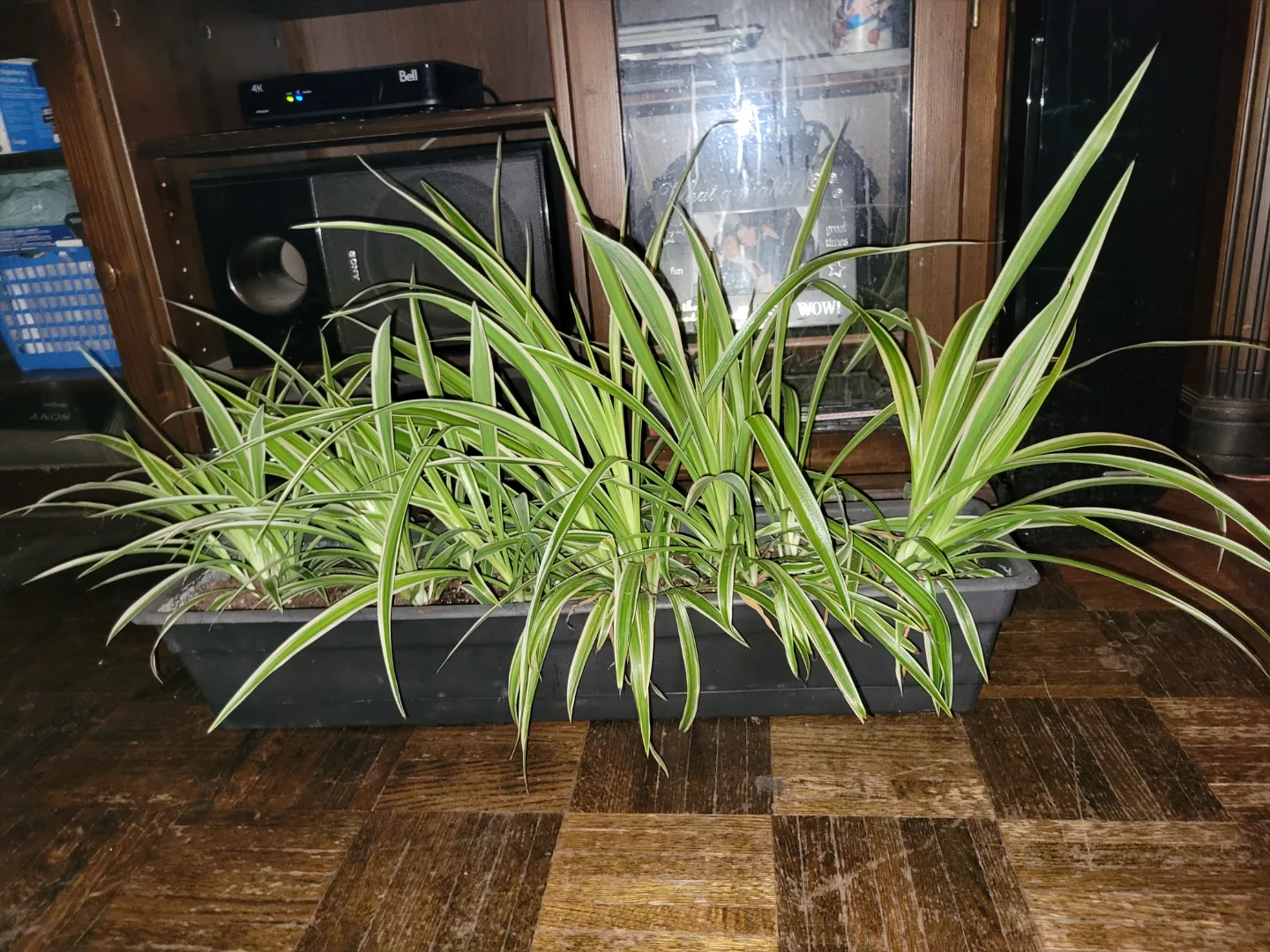 Spider Plants Large Pups image indicator(2)