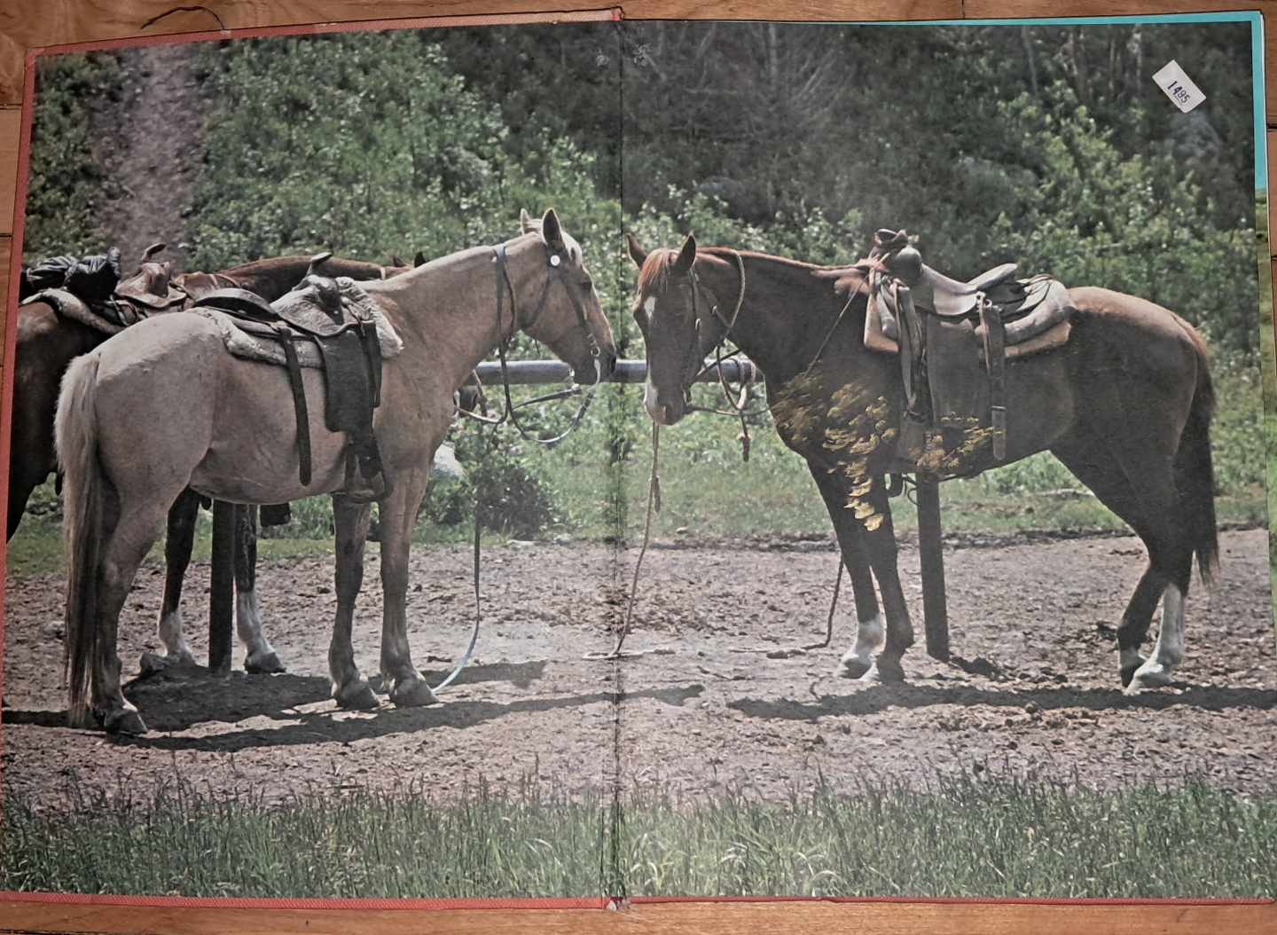 World Encyclopedia of Horses - photo 5
