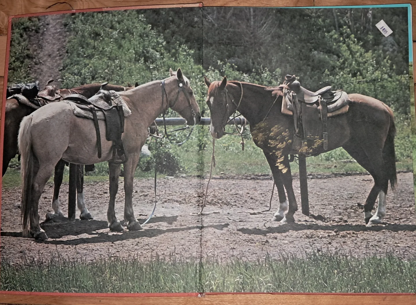 World Encyclopedia of Horses image indicator(5)