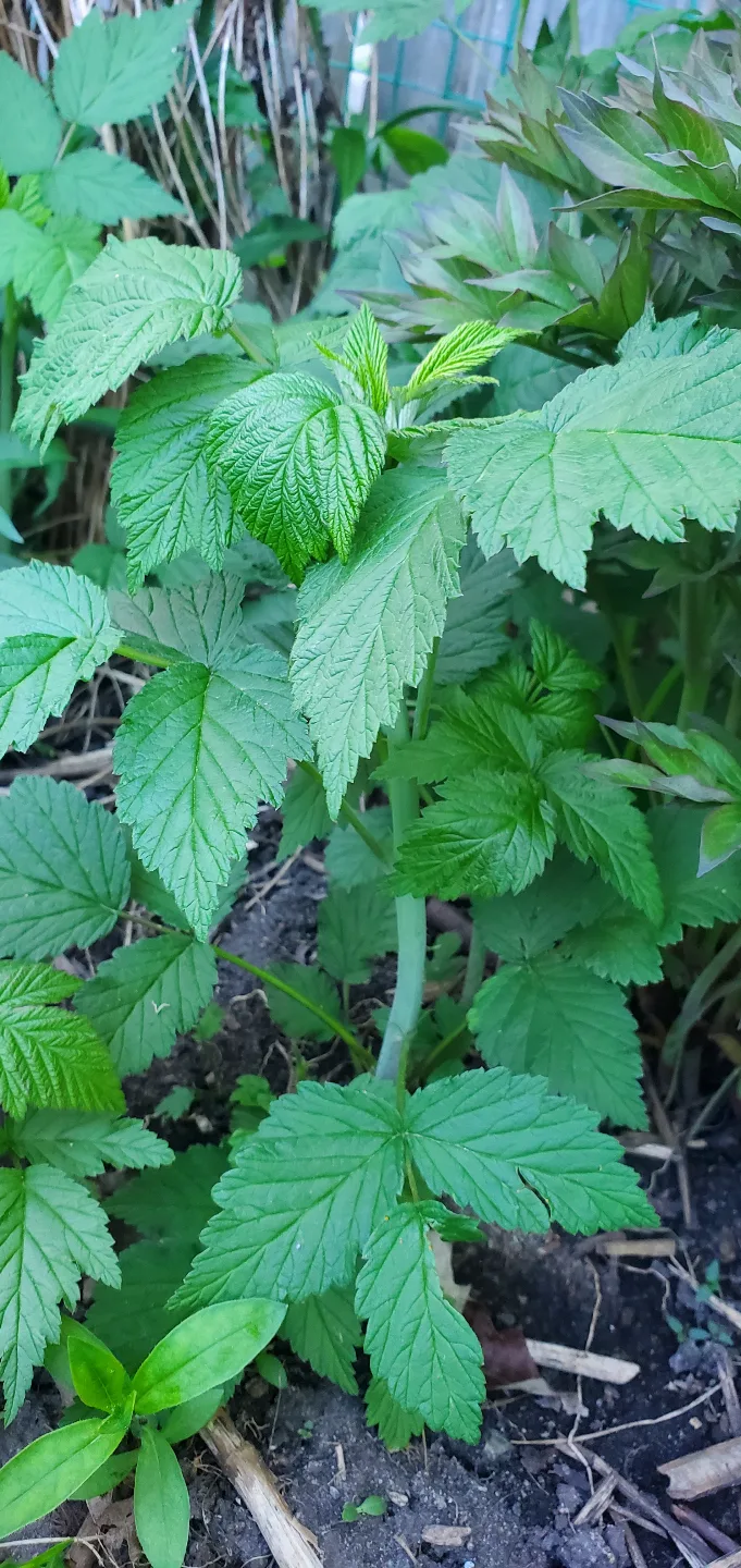 Raspberry image indicator(2)