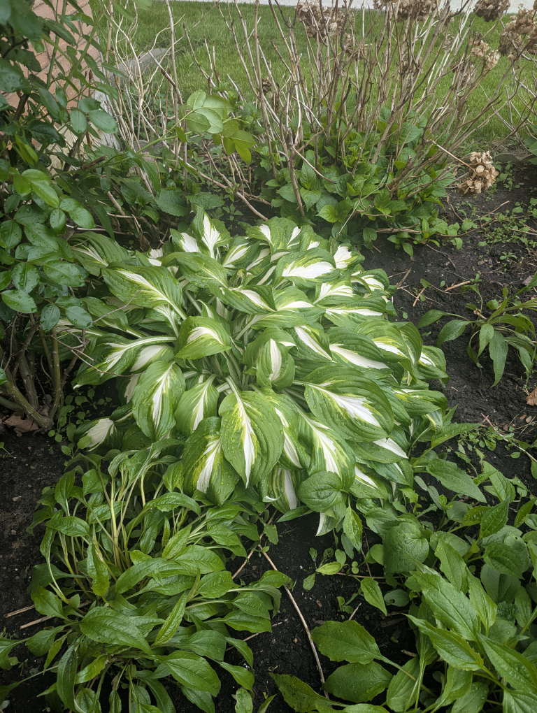Hosta Plant -  Variegated Leaves