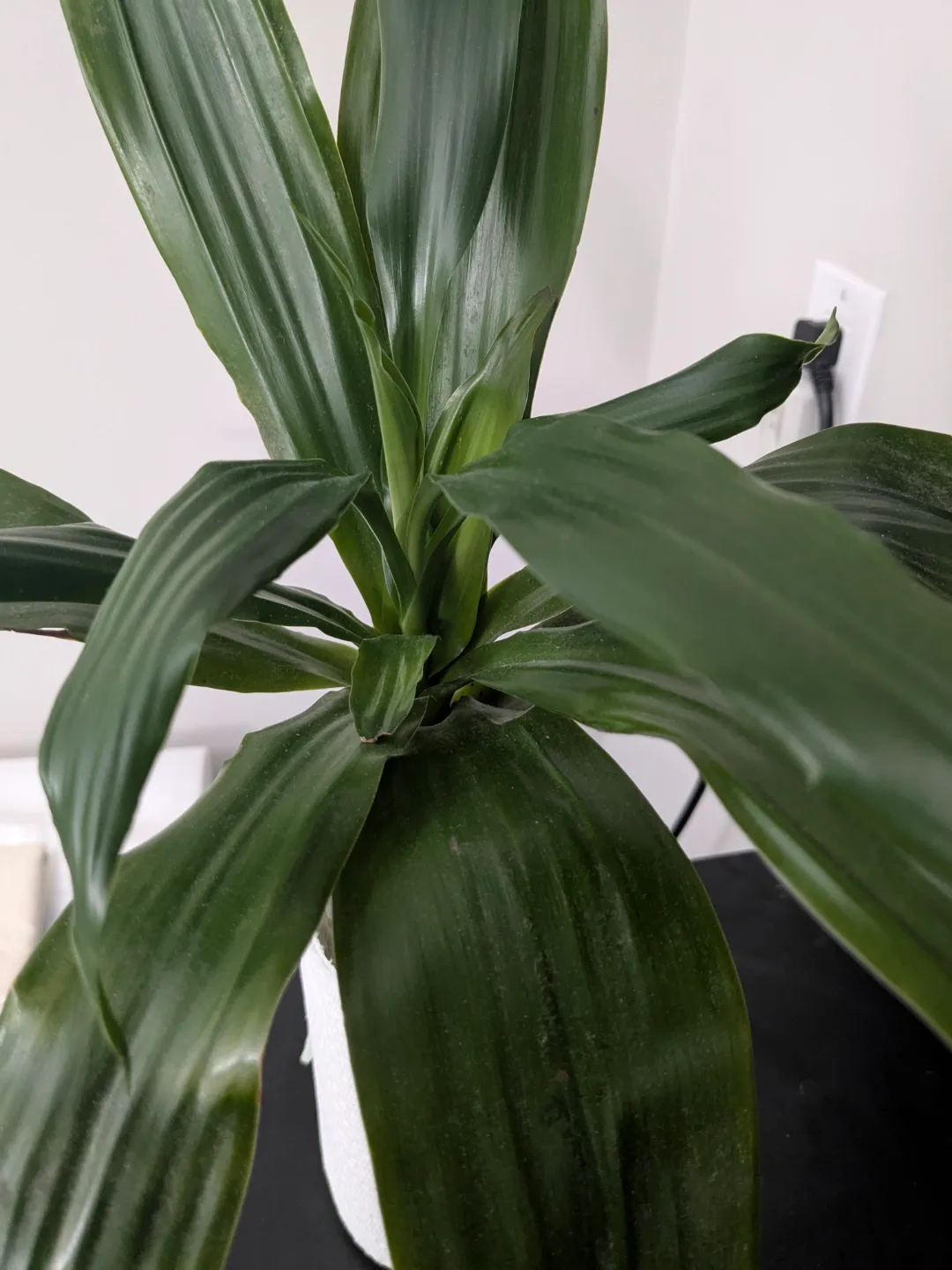 Dracaena/ Corn Plant thumbnail