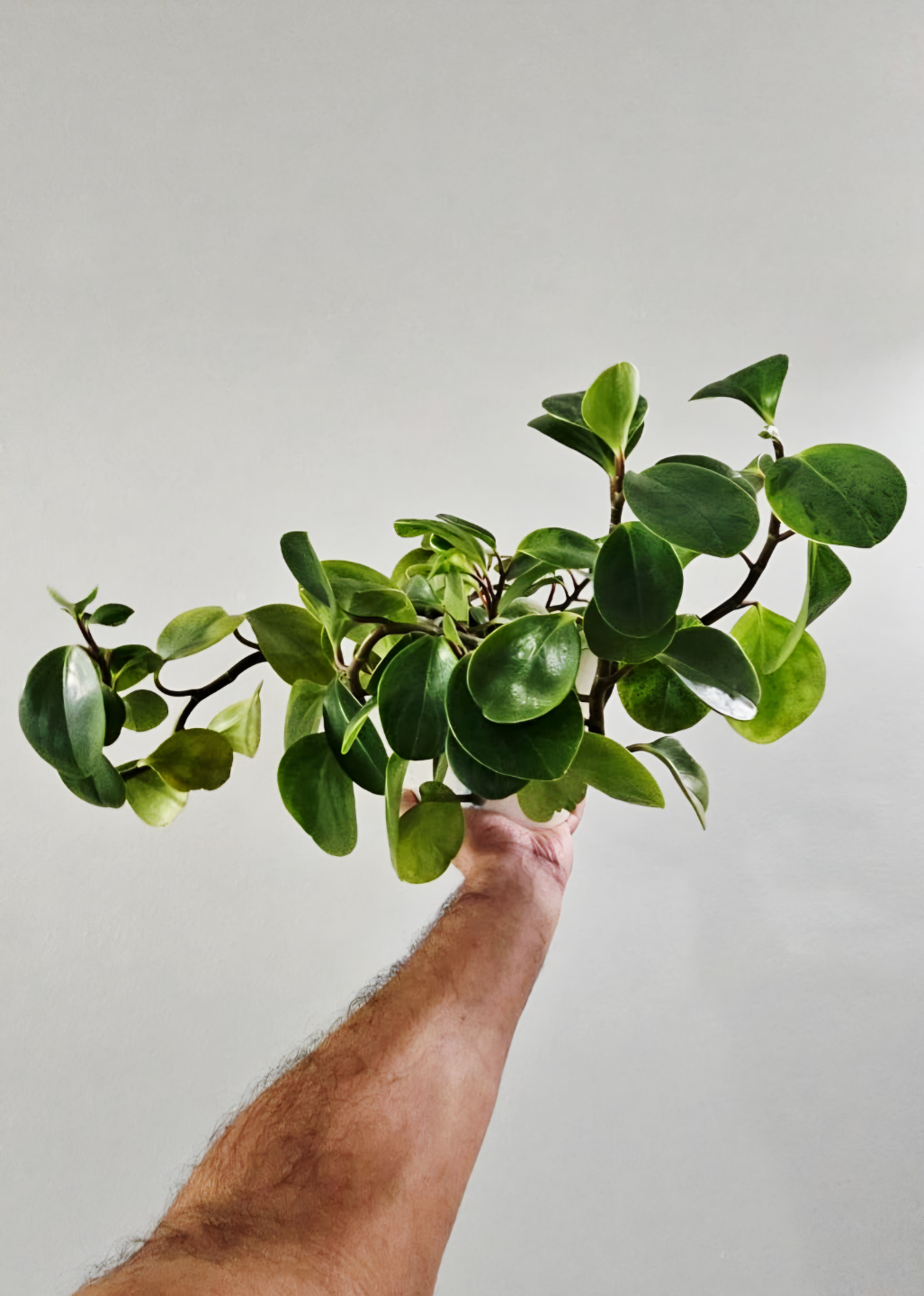 Healthy Peperomia Prostrata Indoor Plant