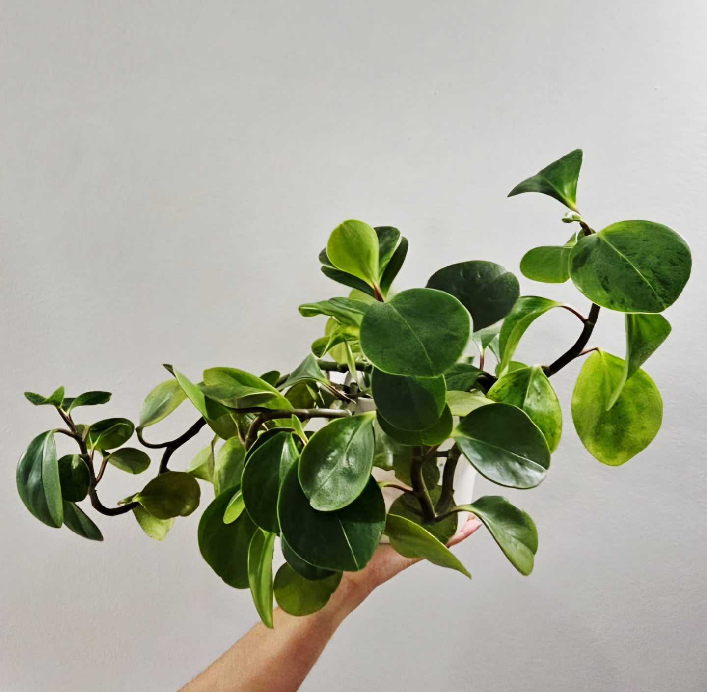Healthy Peperomia Prostrata Indoor Plant - photo 2