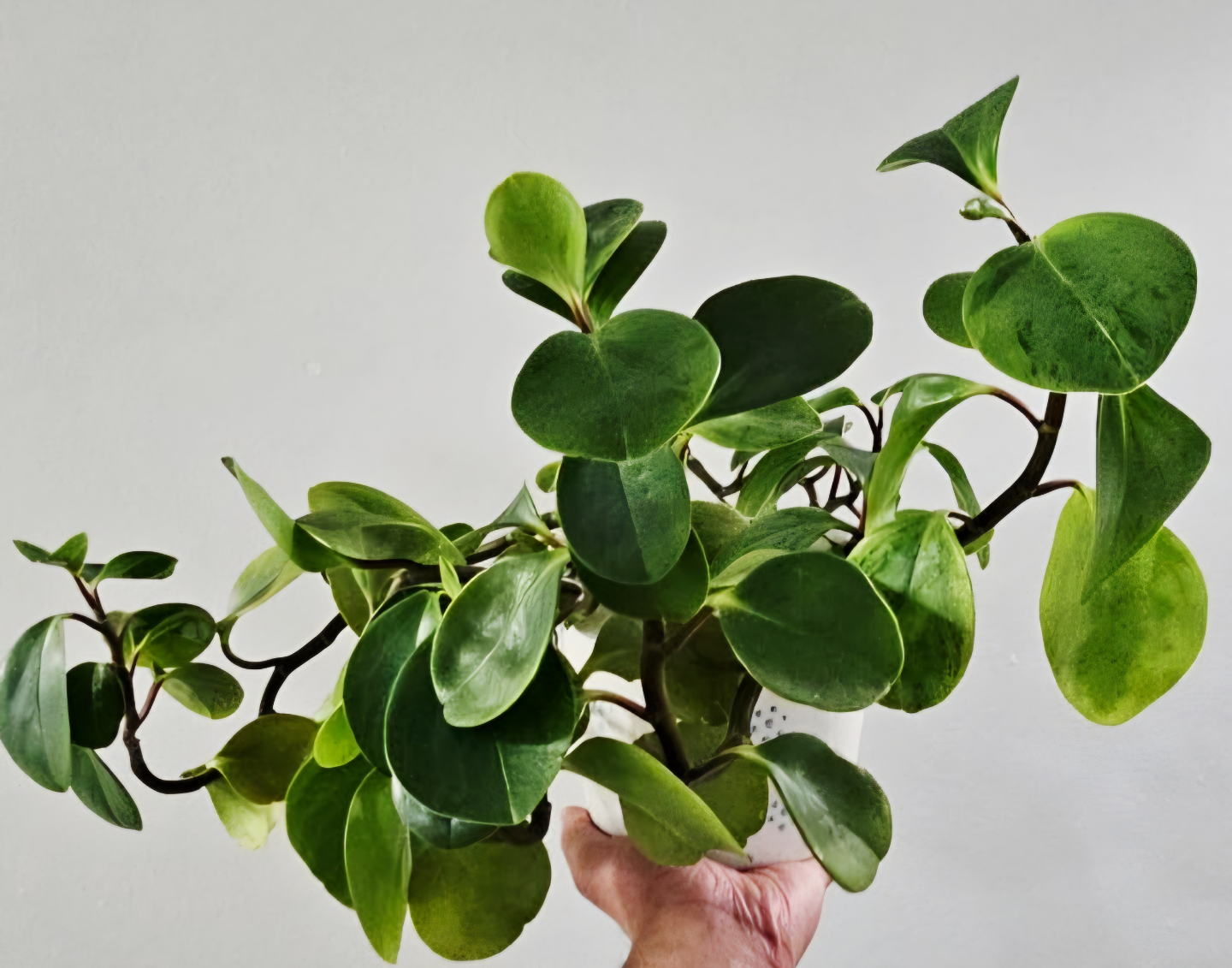 Healthy Peperomia Prostrata Indoor Plant - photo 3