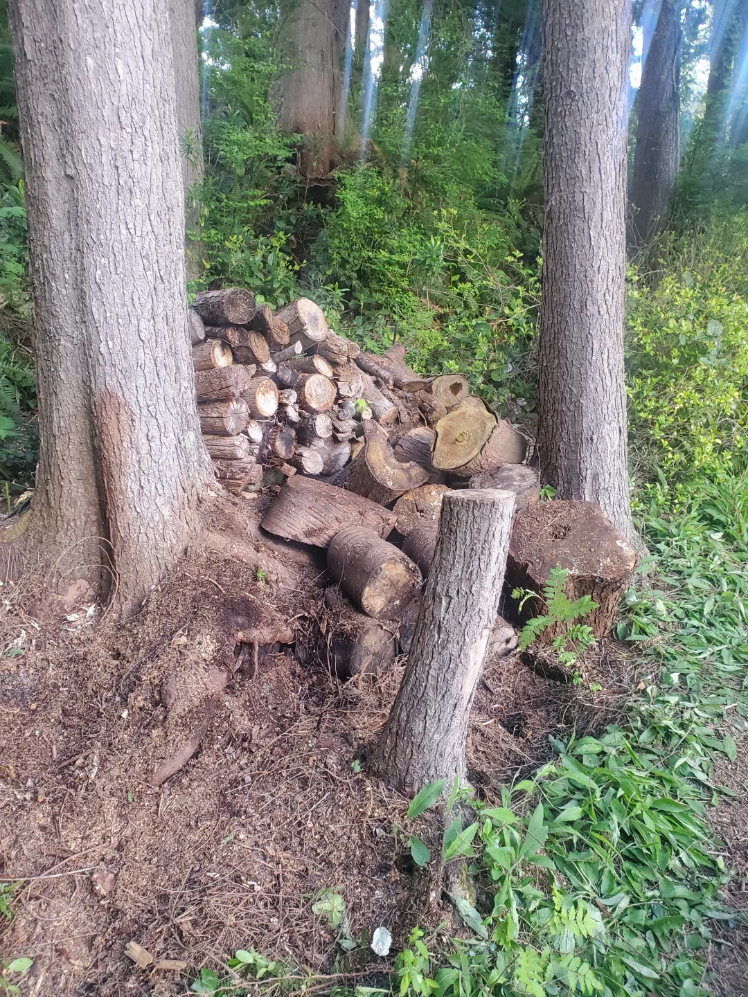 Firewood Bundle - Ready for your Fireplace! image indicator(2)