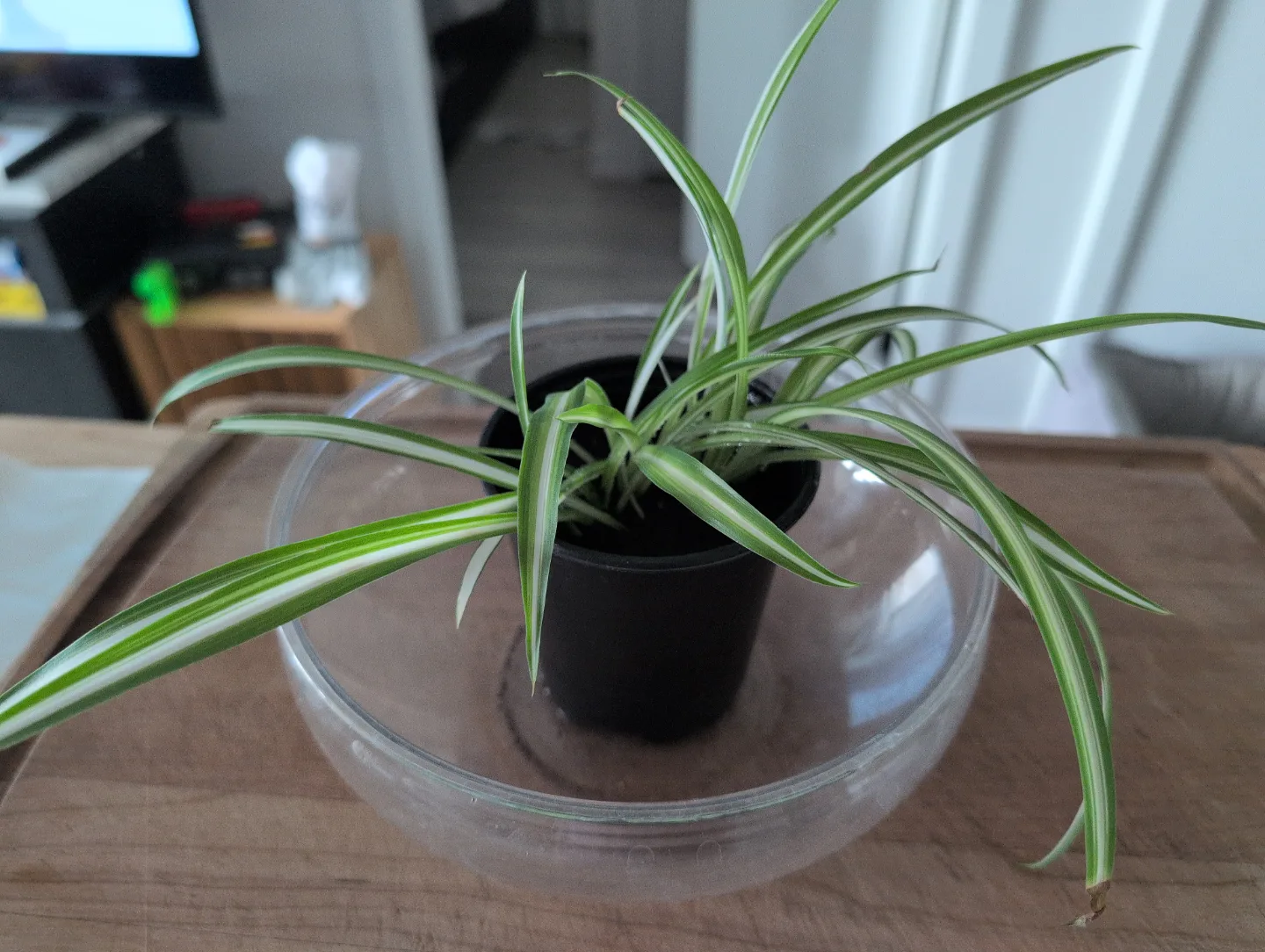 Baby Spider Plant in Pot ❤️ thumbnail