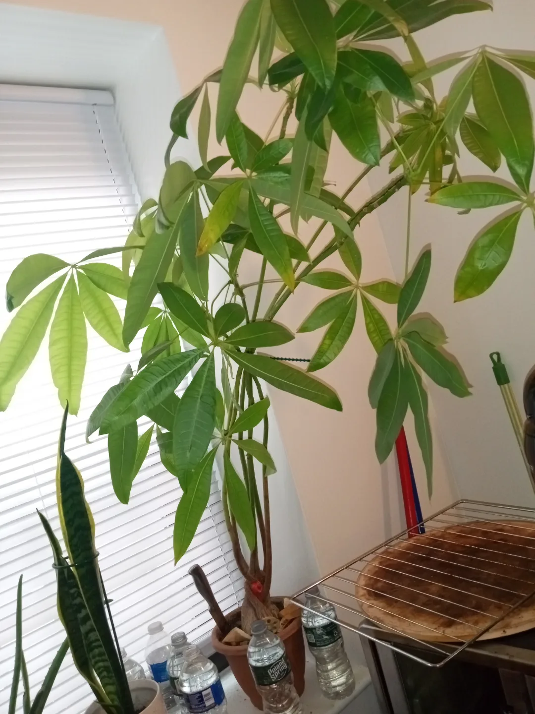 Sansevieria Snake Plant etc.. each different price image indicator(10)