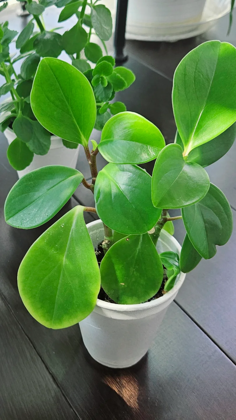 Peperomia obtusifolia plants in a cup thumbnail