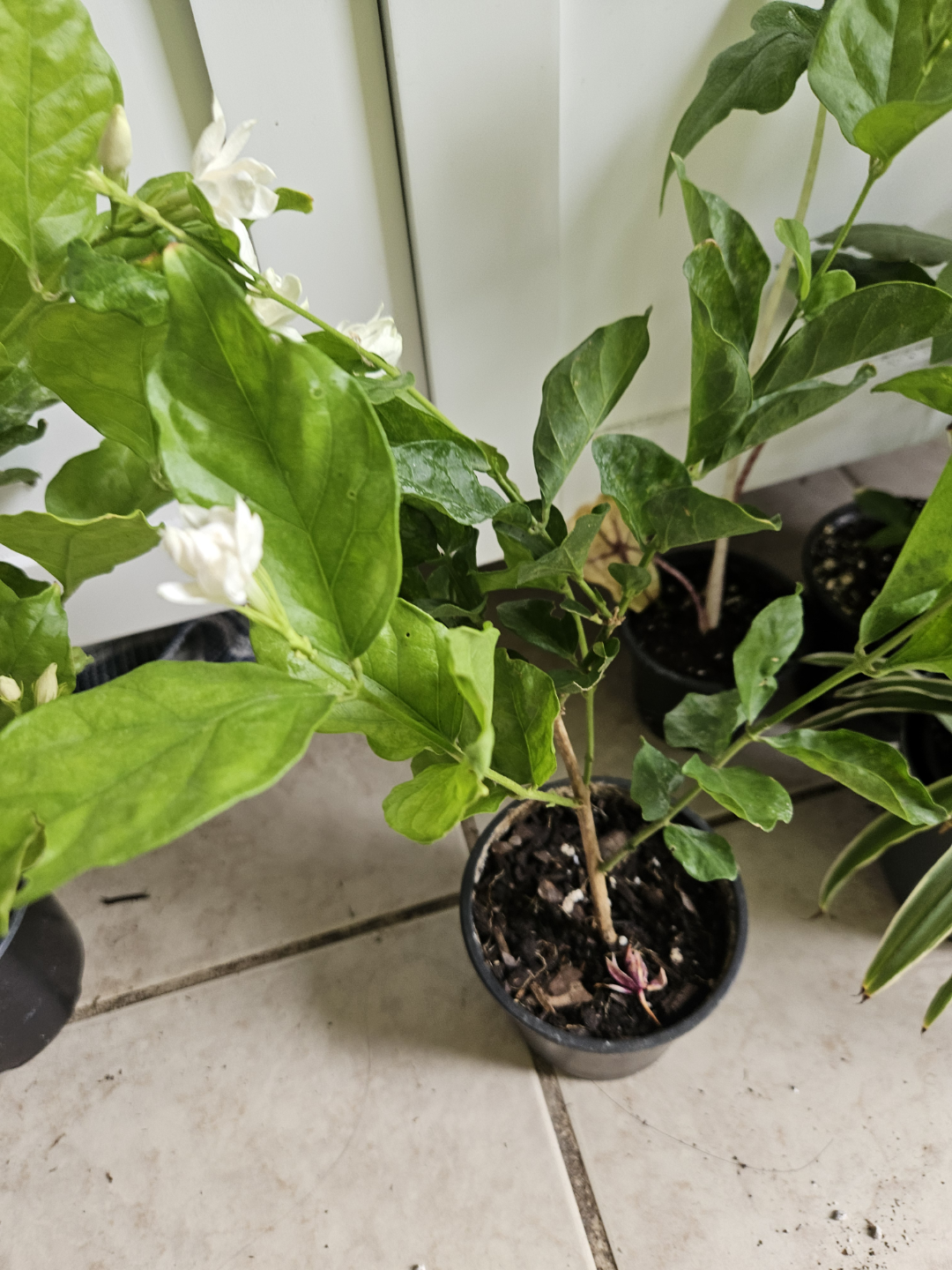 sambac   Jasmine Plant - photo 2