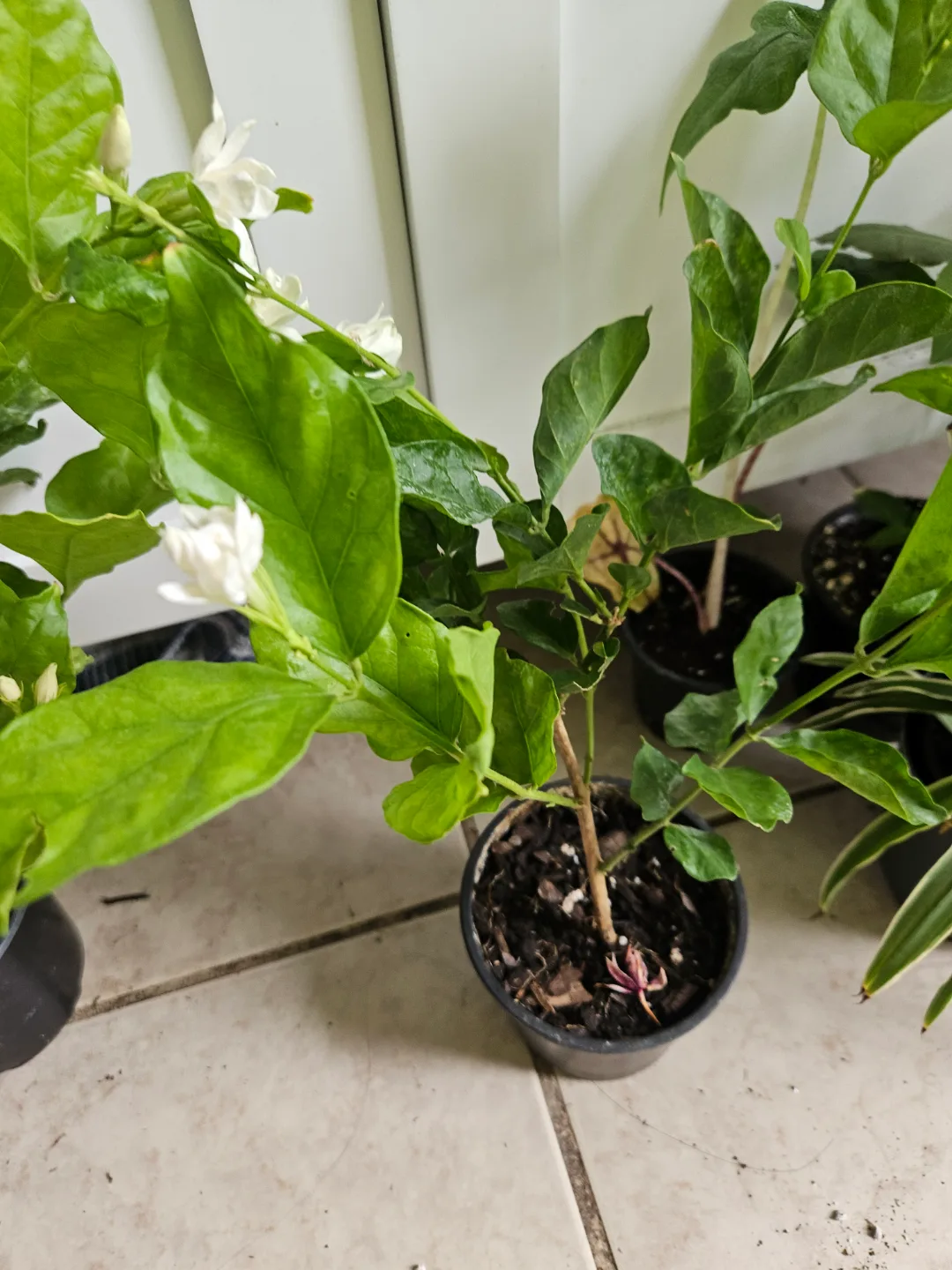 sambac   Jasmine Plant image indicator(2)